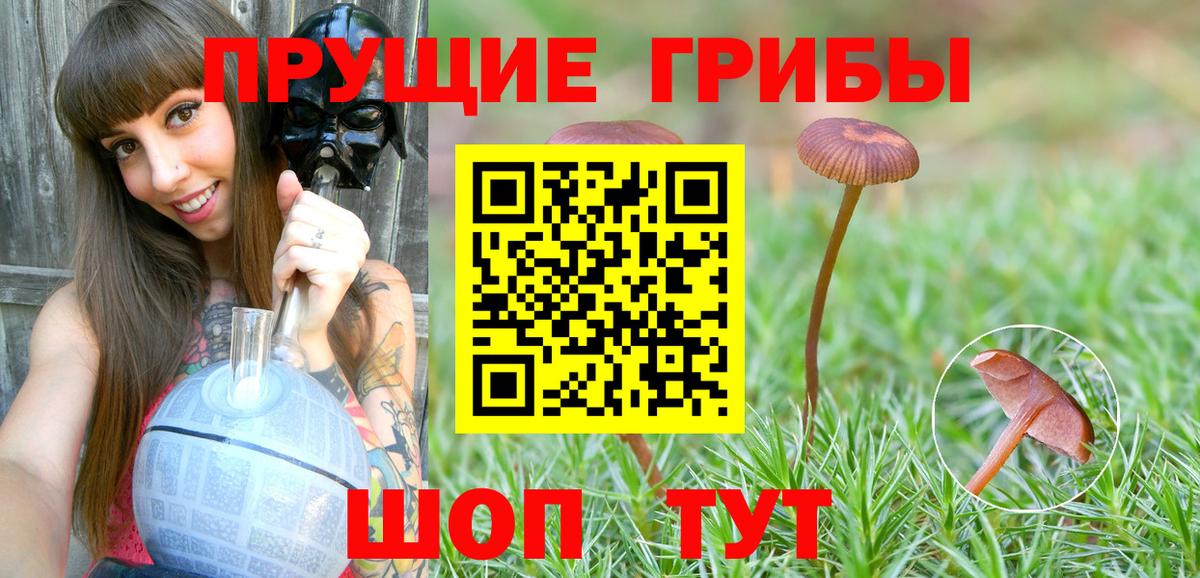 Галлюциногенные грибы Psilocybine cubensis Бердск